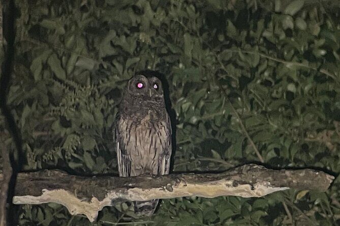 Arenal rain forest night tour - Exploring the Arenal Rain Forest Night Tour