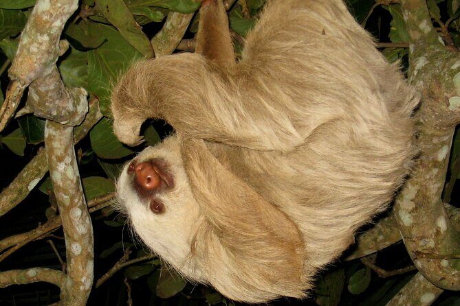 Arenal rain forest night tour - Key Points