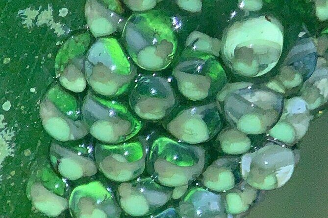 Arenal rain forest night tour - Who Should Consider This Tour?