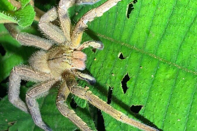 Arenal rain forest night tour - Final Thoughts