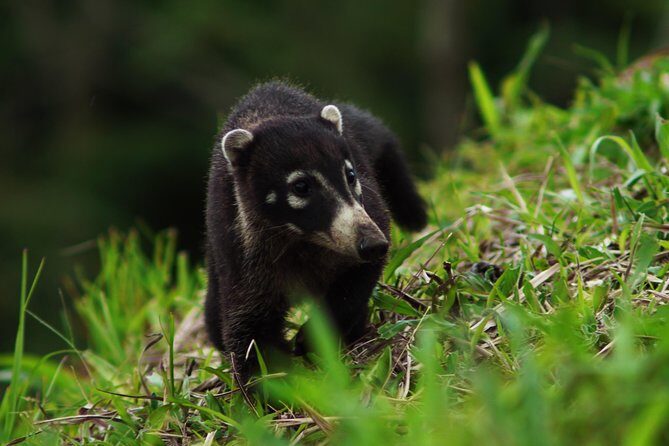 Arenal Volcano And La Fortuna Waterfall Tour - Key Points