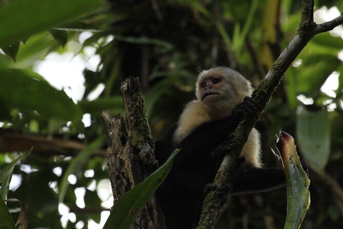 Arenal Volcano, Hanging Bridges & La Fortuna Waterfall Combo Tour - Final Thoughts