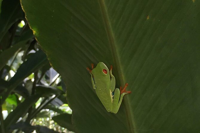 Arenal Volcano Hiking trail Observatory& Hot Spring+ lunch buffet - Key Points