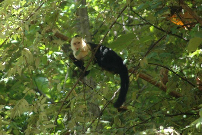 Arenal Volcano Hiking trail Observatory& Hot Spring+ lunch buffet - The Hike through Rainforest — What to Expect
