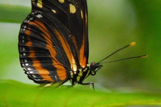 Arenal Volcano Hiking trail Observatory& Hot Spring+ lunch buffet - Who Should Consider This Tour?