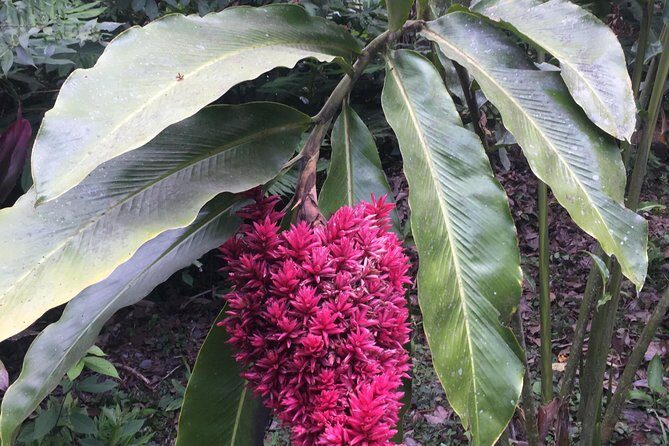 Arenal Volcano Hiking trail Observatory& Hot Spring+ lunch buffet - Final Thoughts