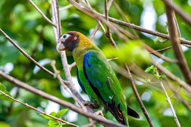 Arenal Volcano Lava Flows ATV TOUR - Authenticity and Value