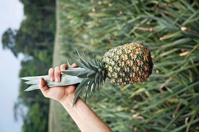 Arenal volcano pineapple + waterfall hike+ Coffee-chocolate tour - Detailed Review of the Tour Experience