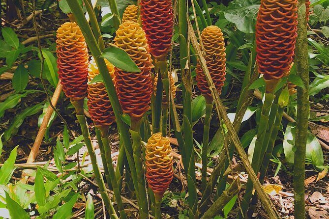 Arenal volcano pineapple + waterfall hike+ Coffee-chocolate tour - FAQ