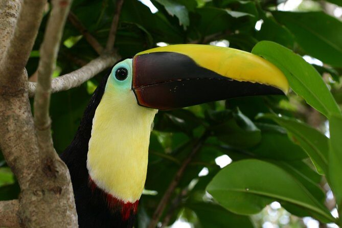 Arenal Volcano River Horseback Riding Tour - Exploring the Arenal River Horseback Riding Experience