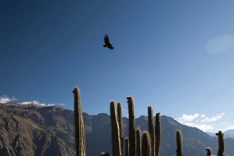Arequipa: 2-day Classic Colca Canyon Tour - Exploring the Details of the 2-Day Colca Canyon Tour