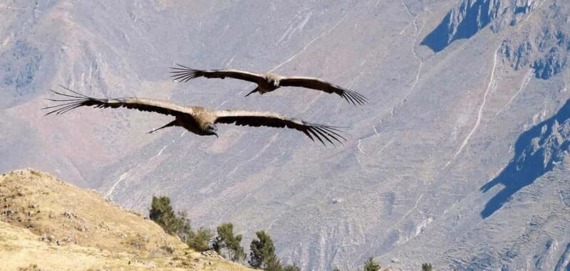 Arequipa: Cañón de Colca 2 Días - Who Should Consider This Tour?