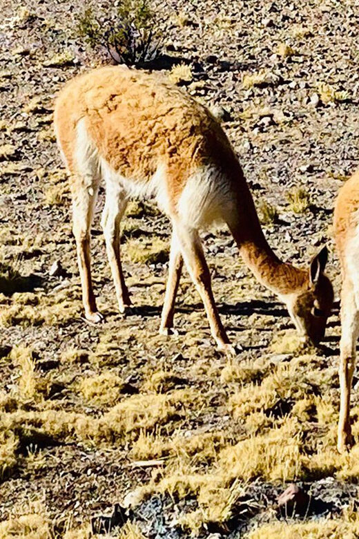 Arequipa: Catarata de Pillones and Bosque de Piedras Tour - FAQ
