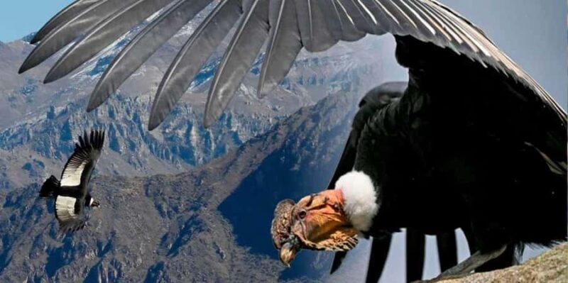 Arequipa: Colca Canyon 1-Day Guided Tour | Condor Flight | - Key Points