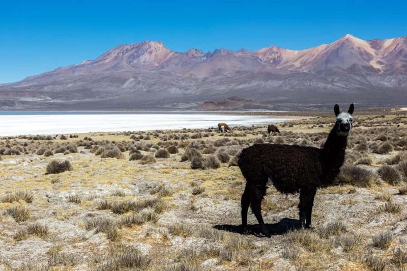 Arequipa: Excursion to the Salinas Lagoon |Full Day| - FAQ