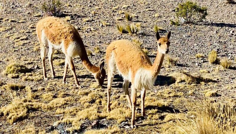 Arequipa: Pillones Waterfalls and Bosque de Piedras + Breakfast Included - FAQ