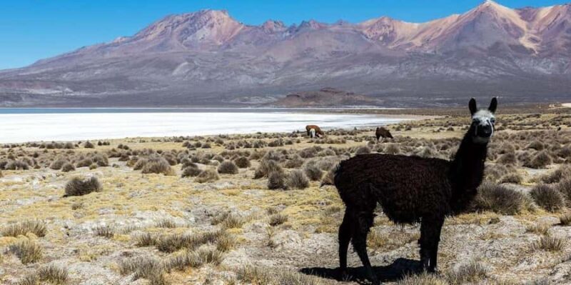 Arequipa | Salinas Lagoon and lojen thermal baths - Arequipa | Salinas Lagoon and Lojen Thermal Baths: A Deep Dive into Nature and Local Charm