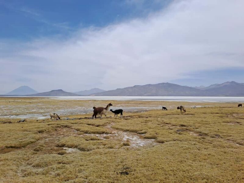 Arequipa: Sillar Route, Quarries + Culebrillas Trekk - The Sum Up: Who Should Consider This Tour?