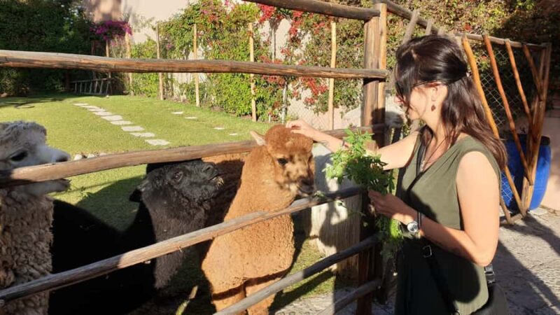 Arequipa Tour + Alpaca World - An In-Depth Look at the Arequipa Tour + Alpaca World Experience