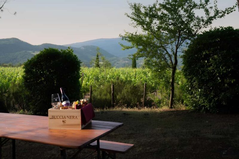 Arezzo: Tuscan Vineyard Picnic with Wine and Local Food - Arezzo: Tuscan Vineyard Picnic with Wine and Local Food — A Relaxing Taste of Italy