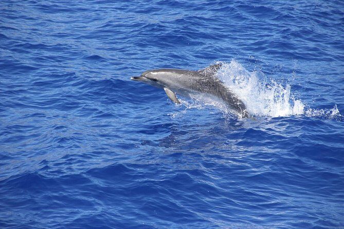 Arieiro Peak and Cristo Rei 4x4 Experience + Dolphins Watching - Detailed Breakdown of the Itinerary