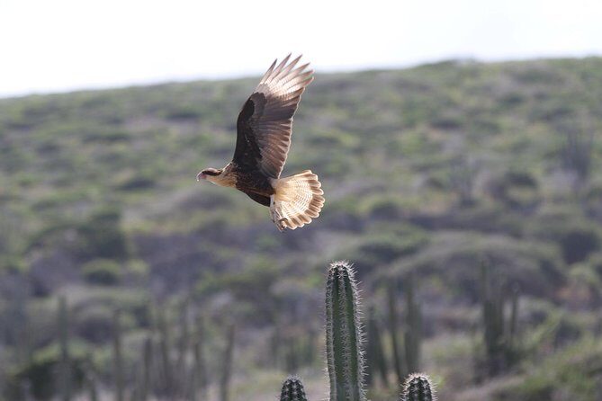 Arikok Adventurous Hiking Experience in Aruba - Group Size and Personal Attention
