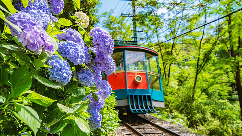 Arima Onsen & Kitano Ijinkan & Mt. Rokko Night View Day Tour (Late Departure) - Guides, vehicles and the feel of the day