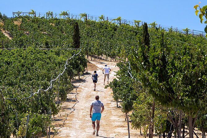 ARISMARI  Vineyard Tour & Wine Tasting - A Taste of Crete: The ARISMARI Vineyard Tour & Wine Tasting