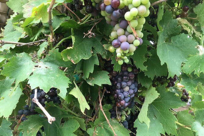 Arizona Winery All-Inclusive Tour with Lunch & Tastings - Frequently Asked Questions