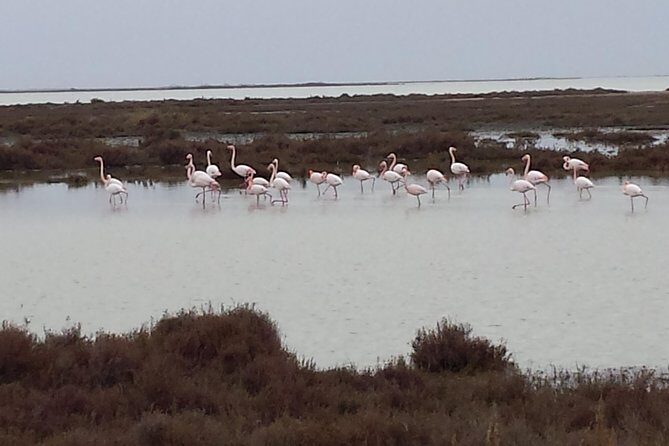 Arles and Camargue Full-Day Tour including Aigues Mortes - Who Would Love This Tour?