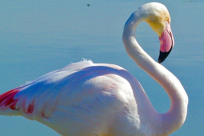 Arles and Camargue Full-Day Tour including Aigues Mortes - Frequently Asked Questions
