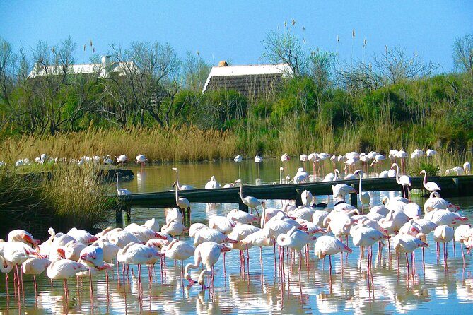 Arles and Camargue Full-Day Tour including Aigues Mortes - Final Thoughts