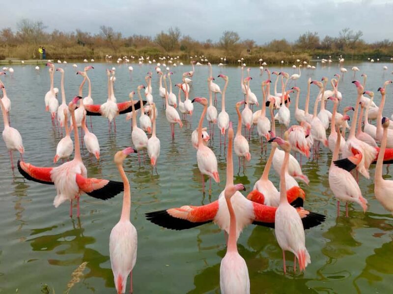 Arles & Camargue Natural Park (including Aigues Mortes) - An In-Depth Look at the Tour