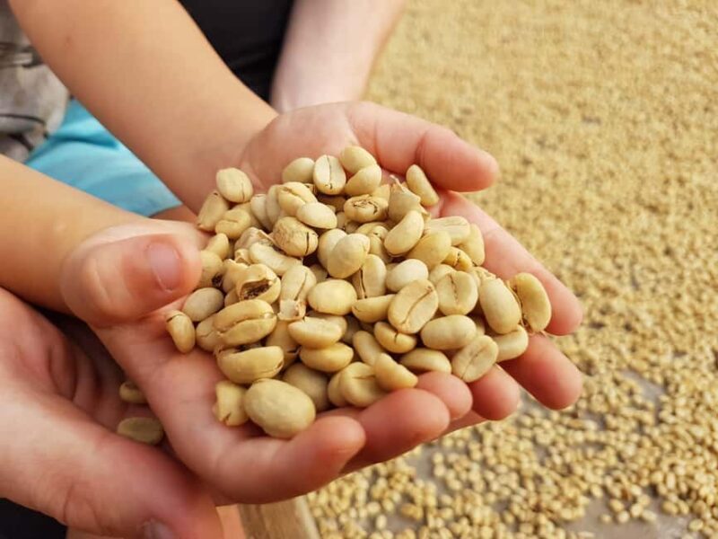 Armenia, Quindío: Traditional coffee farm tour with roasting and transportation - Who Should Consider This Tour?