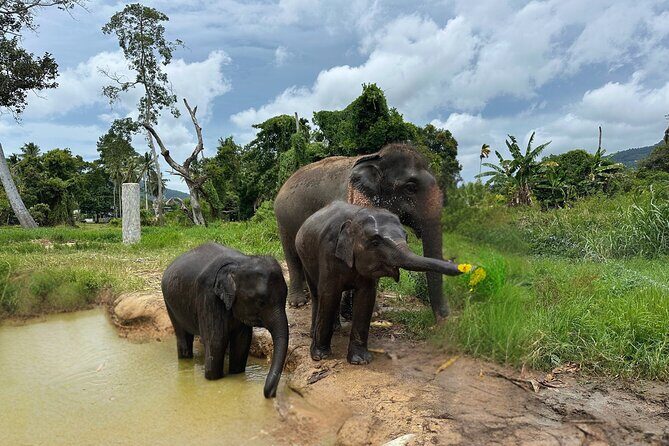 Army Jeep Jungle Safari and Elephant Freedom Rescue Centre Tour - Why This Tour Stands Out