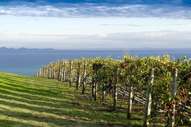 Around the Bay Food and Wine Taste Trail - What Makes This Tour Stand Out?