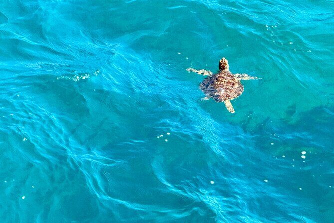 Around the Island Tour From San Juan - Final Recommendation