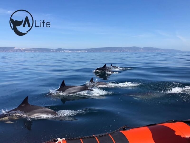 Arrábida - Sesimbra: Dolphin Watching - A Deep Dive Into the Experience