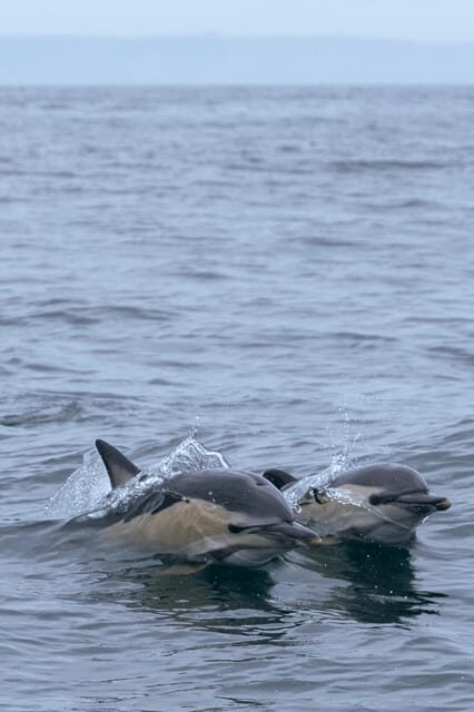 Arrábida - Sesimbra: Dolphin Watching - Why This Tour Is Worth Considering
