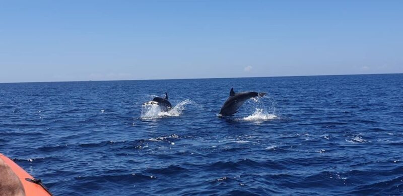 Arrábida - Sesimbra: Dolphin Watching - Final Thoughts