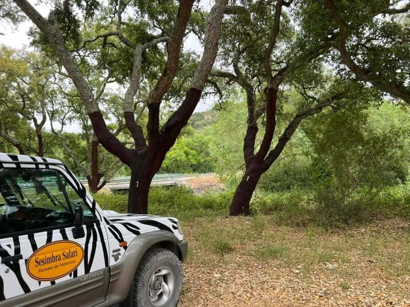 Arrábida - Sesimbra: Jeep Tour and Wine Tasting at Azeitão - The Sum Up