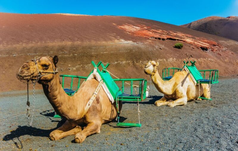 Arrecife: Timanfaya and Green Lagoon for Cruise Passengers - Who Should Consider This Tour?