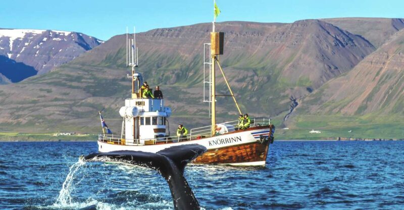 Árskógssandur: Whale-Watching Boat Trip - Árskógssandur: Whale-Watching Boat Trip — A Practical Guide for Nature Enthusiasts