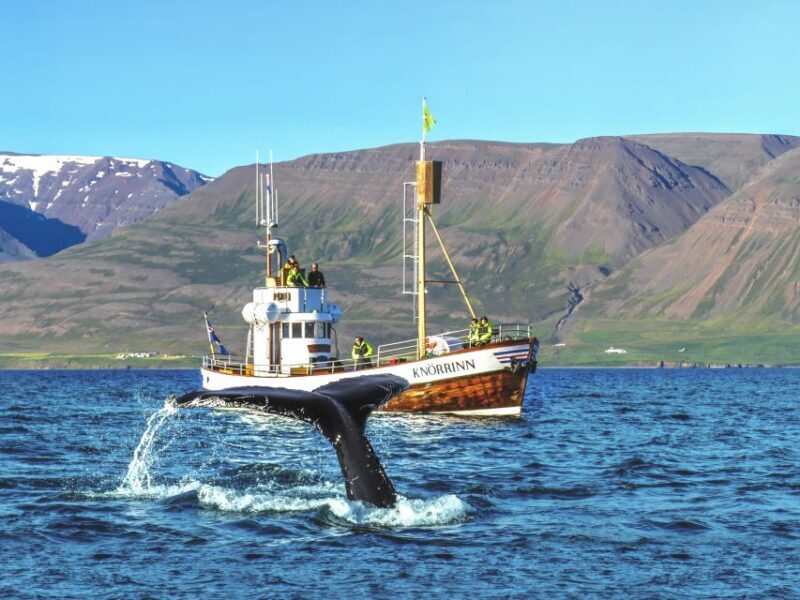 Árskógssandur: Whale-Watching Boat Trip - The Itinerary in Detail