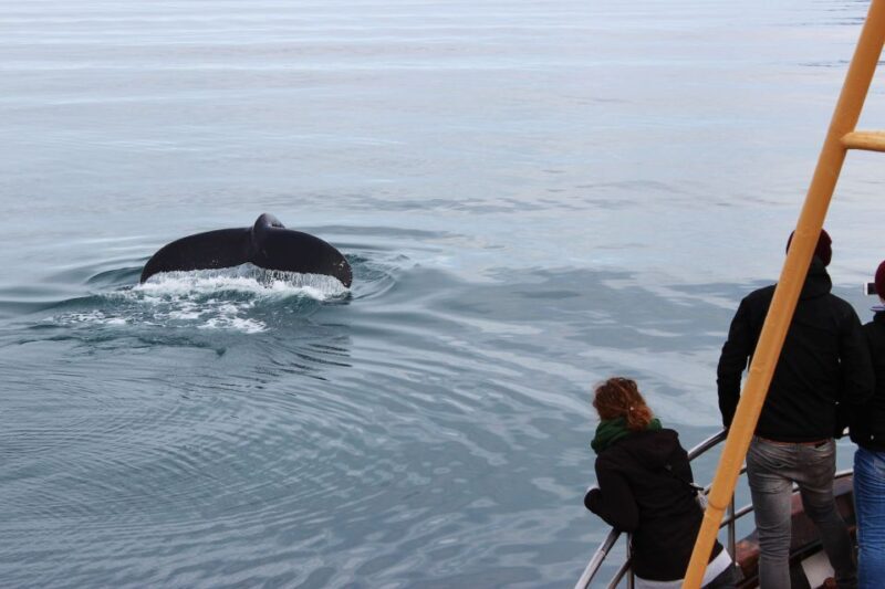 Árskógssandur: Whale-Watching Boat Trip - Who Will Love This Tour?