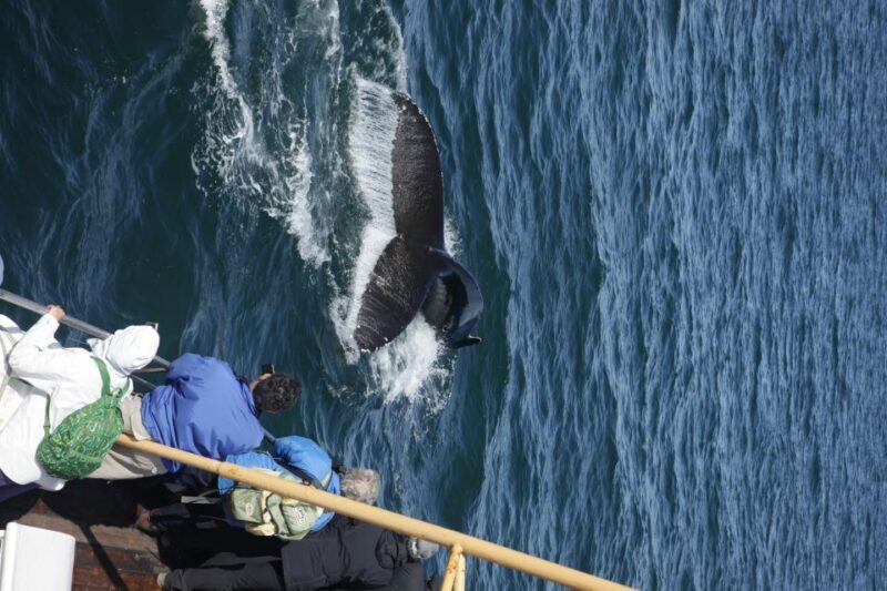 Árskógssandur: Whale-Watching Boat Trip - Final Thoughts
