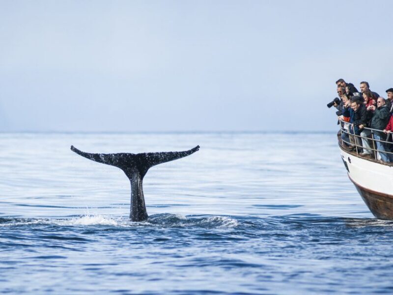 Árskógssandur: Whale-Watching Boat Trip - Frequently Asked Questions