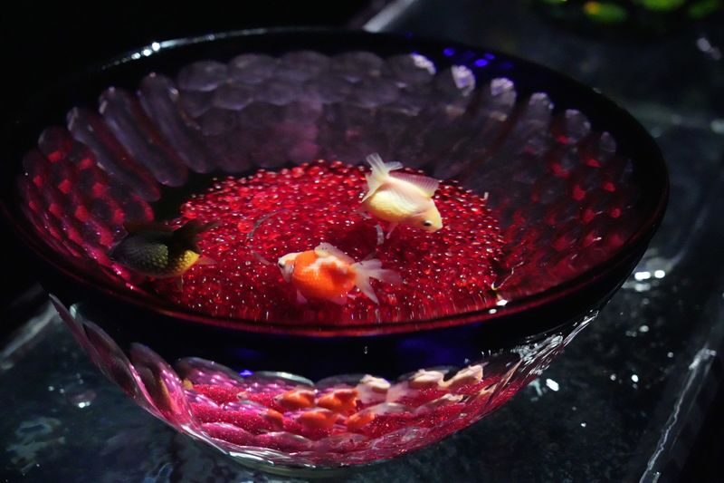 Art Aquarium Museum GINZA Ticket - Is the ticket worth its price?