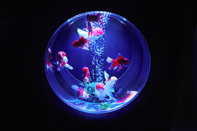 Art Aquarium Museum GINZA Ticket - A family stop, with one important question to weigh