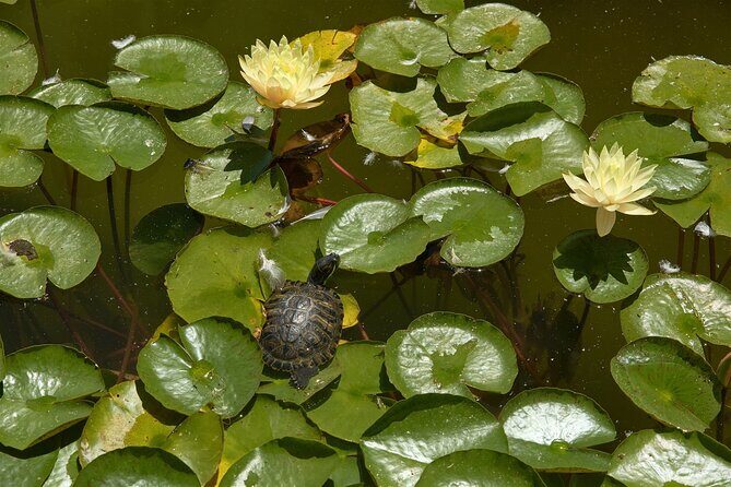 Art of Balboa Park Walking Tour - FAQ